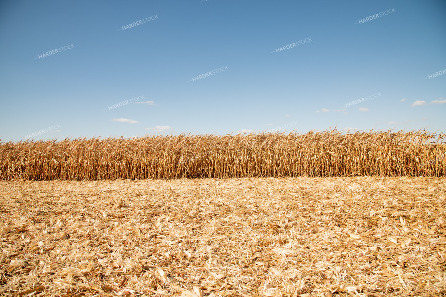 Dried Corn Waiting to be Harvested on a Sunny Day 25904