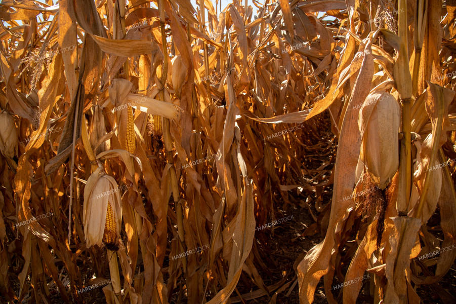 Dried Corn Waiting to be Harvested on a Sunny Day 25909