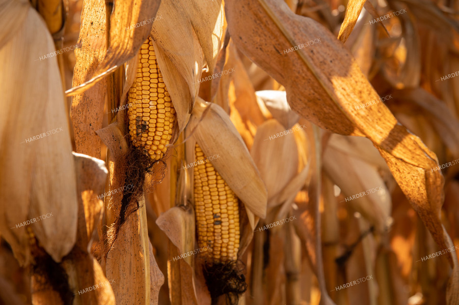 Dried Corn Waiting to be Harvested on a Sunny Day 25911