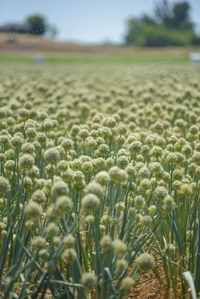 Commercial Onion Seed Flowering 57009