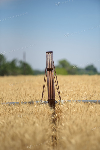 Wheat with Irrigation 57012