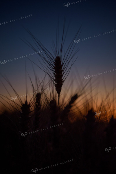 Wheat Silhouette 57026