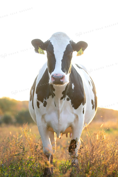 Holstein Dairy Cow in Pasture 55078