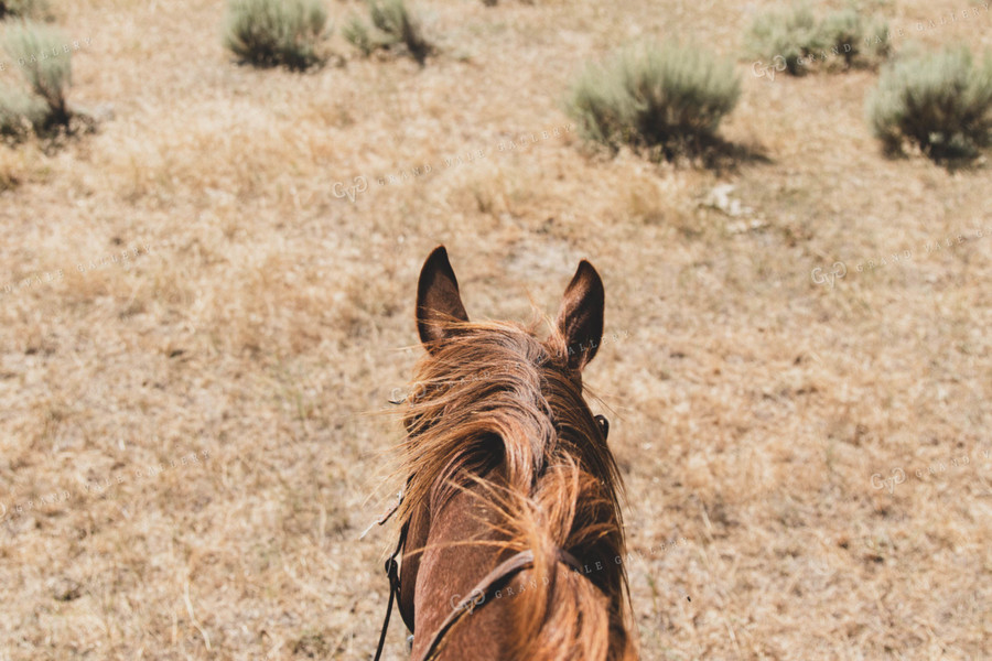 Horseback View 61020