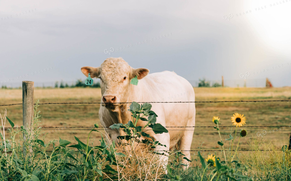 Cow in Pasture 61028