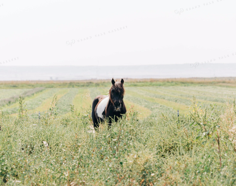Horse in Pasture 61071