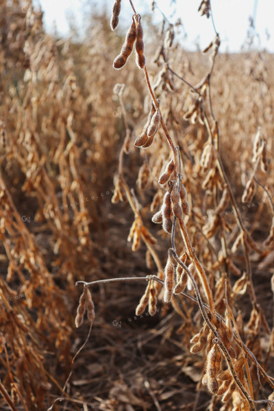 Dried Soybean Pods 67010