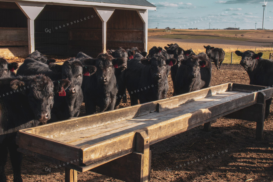 Angus Cattle in Pen 67020