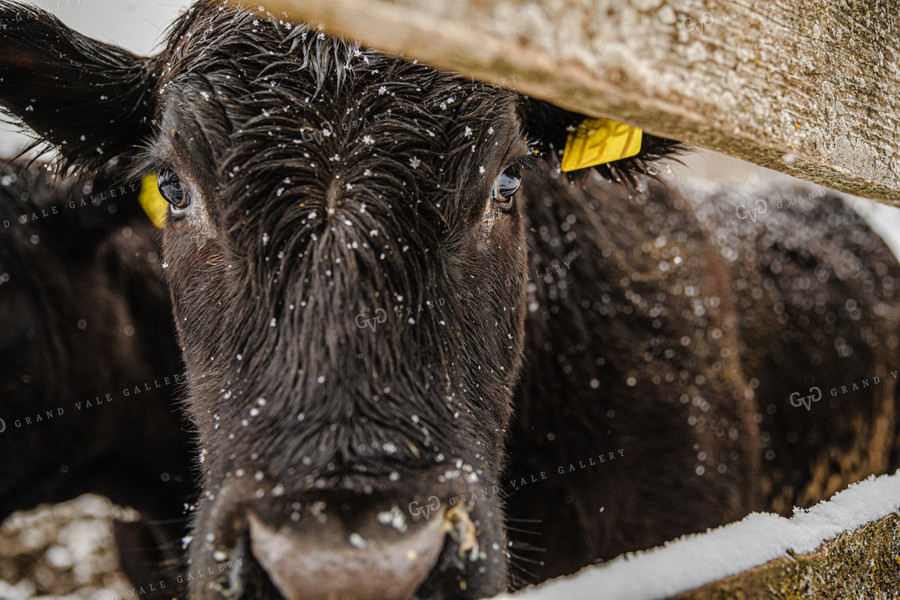 Close Up Angus Cow Face Through Fence 66036