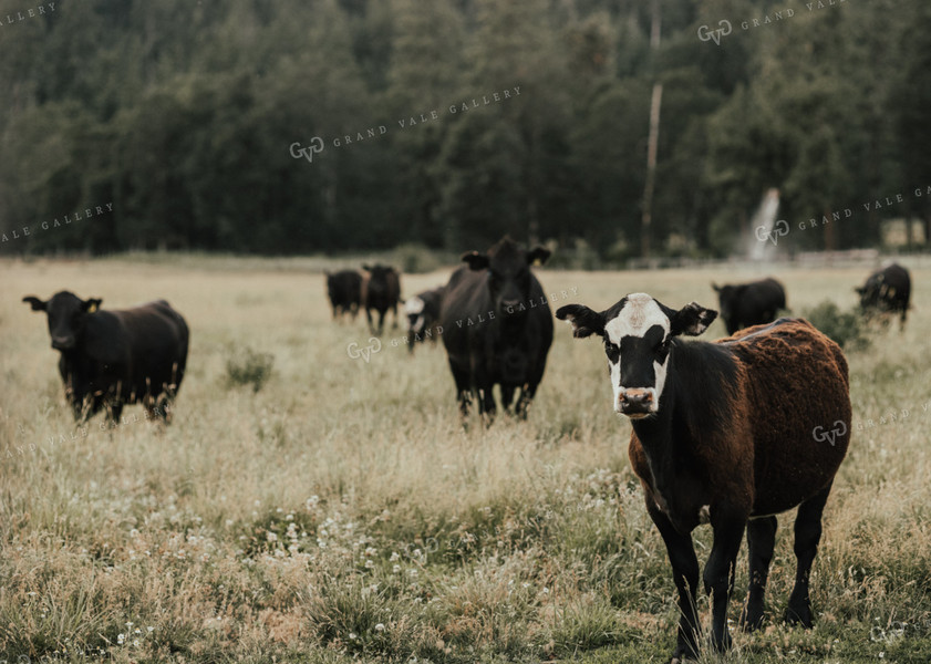 Angus Cattle in Pasture 66045