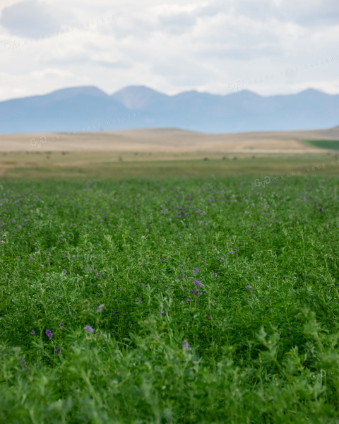 Green Pasture with Mountains 51001