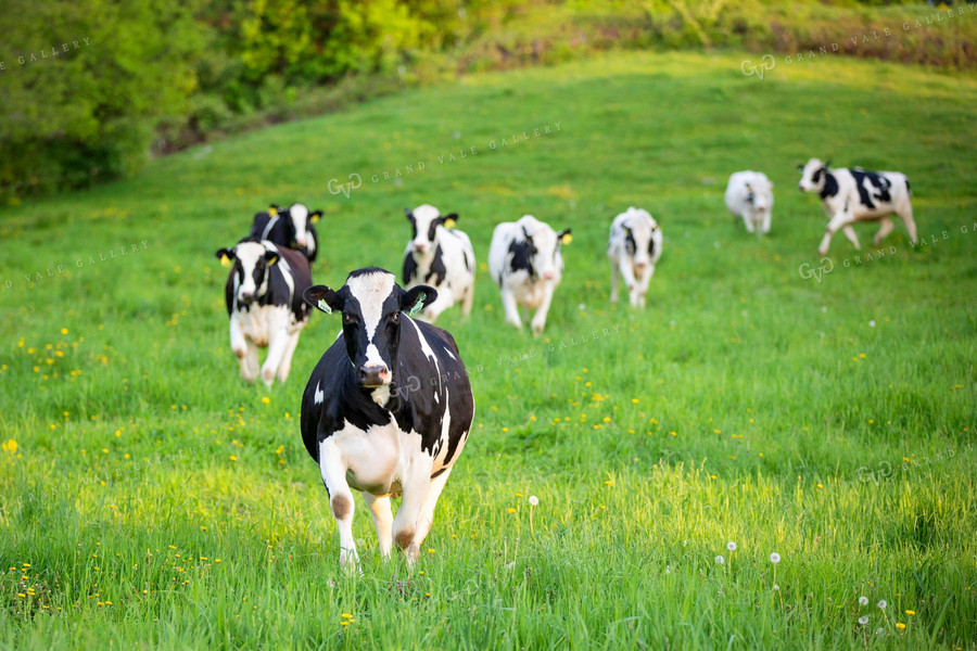 Holstein Dairy Cows in Pasture 55099