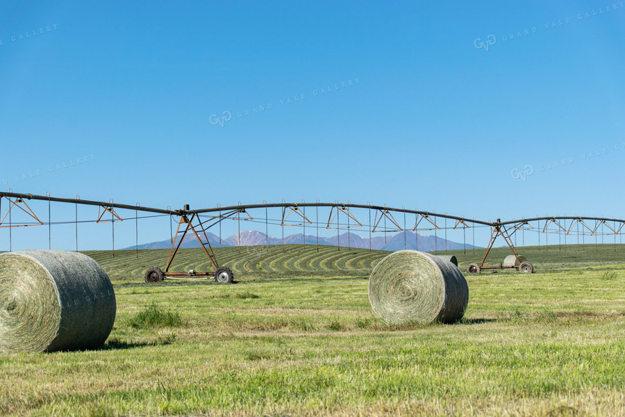 Irrigated Hay Field with Round Hay Bales 51009