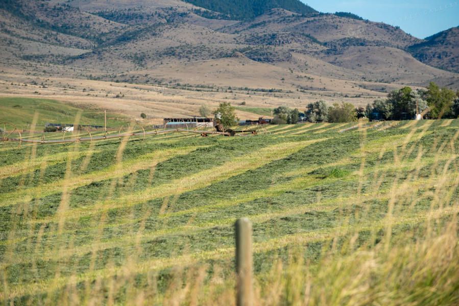 Irrigated Hay Field with Raked Hay 51020