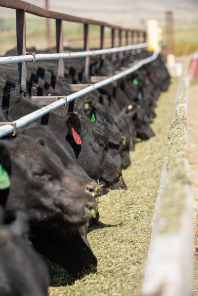 Cattle Eating Hay out of Concrete Bunks 51021