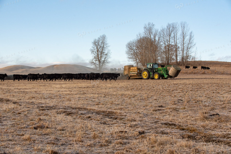 Feeding Angus Cattle Round Hay Bales 51027