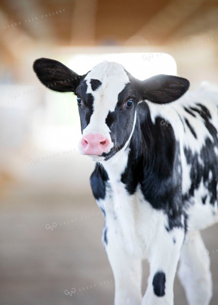 Dairy Calf in Barn 55102