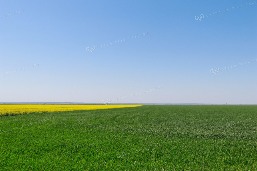 Green Wheat Field and Canola Field 60021