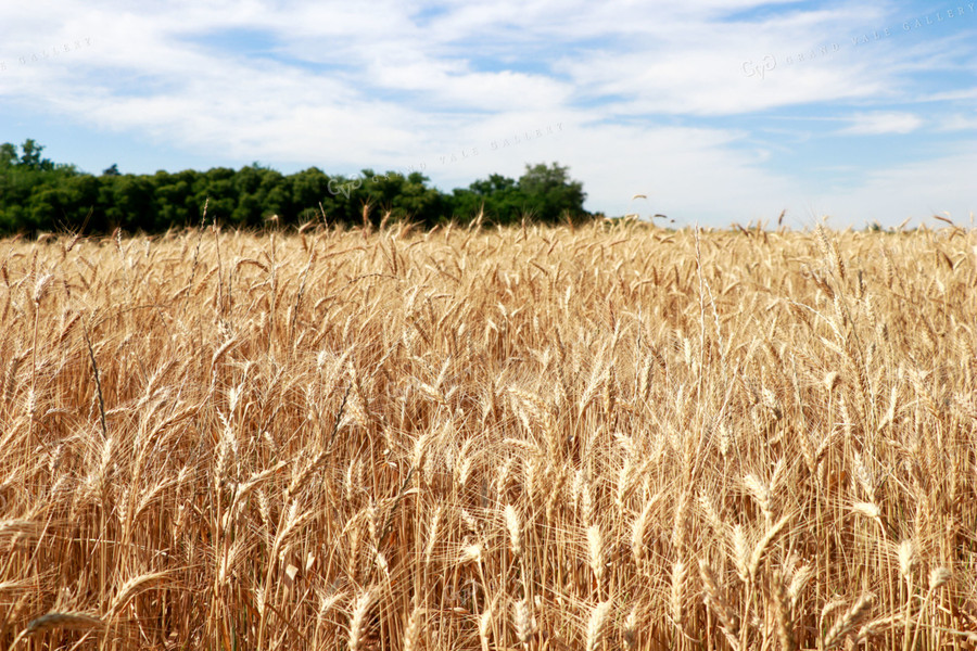 Dried Wheat Field 60022