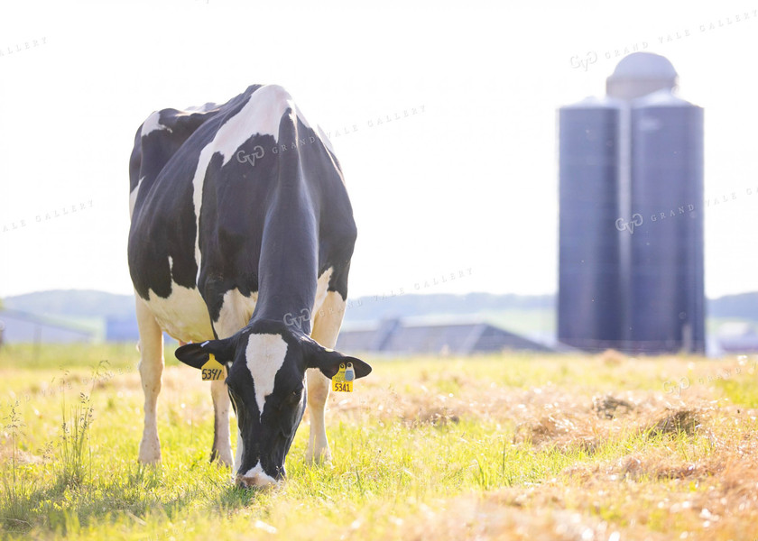 Dairy Cow in Pasture 55106