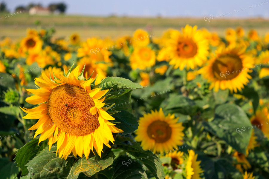 Sunflowers 60053