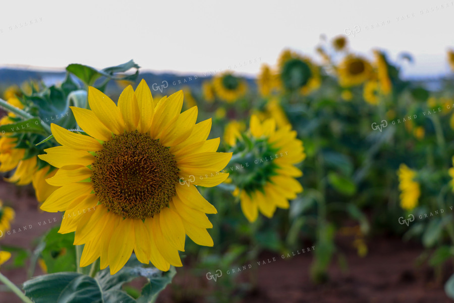 Sunflowers 60054