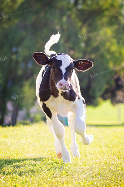 Dairy Calf Running through Pasture 55109