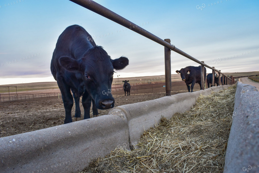 Feedlot Bunks 56055