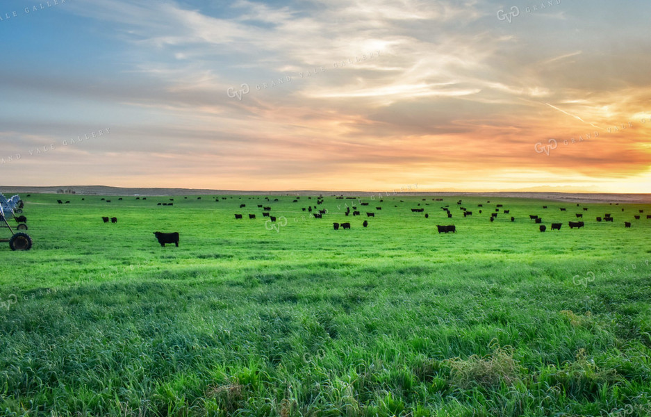 Cattle on Irrigated Pasture 56064