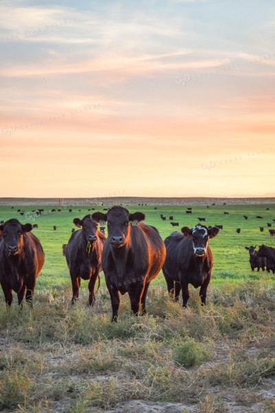 Cattle on Pasture 56092