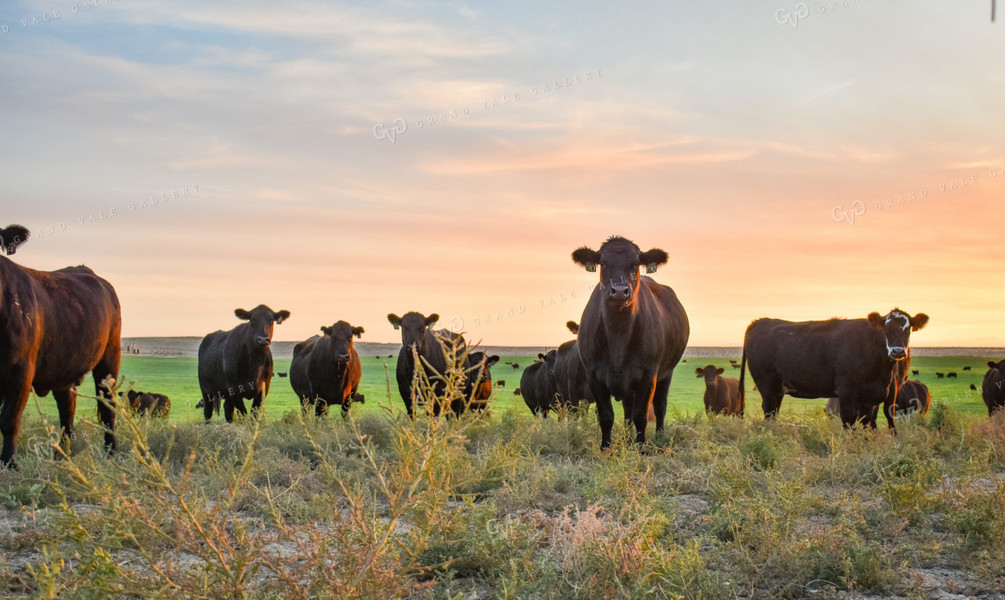 Cattle on Pasture 56099