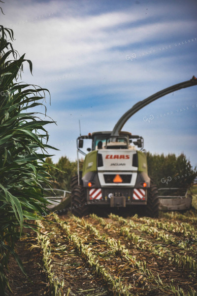 Silage Harvest 56105