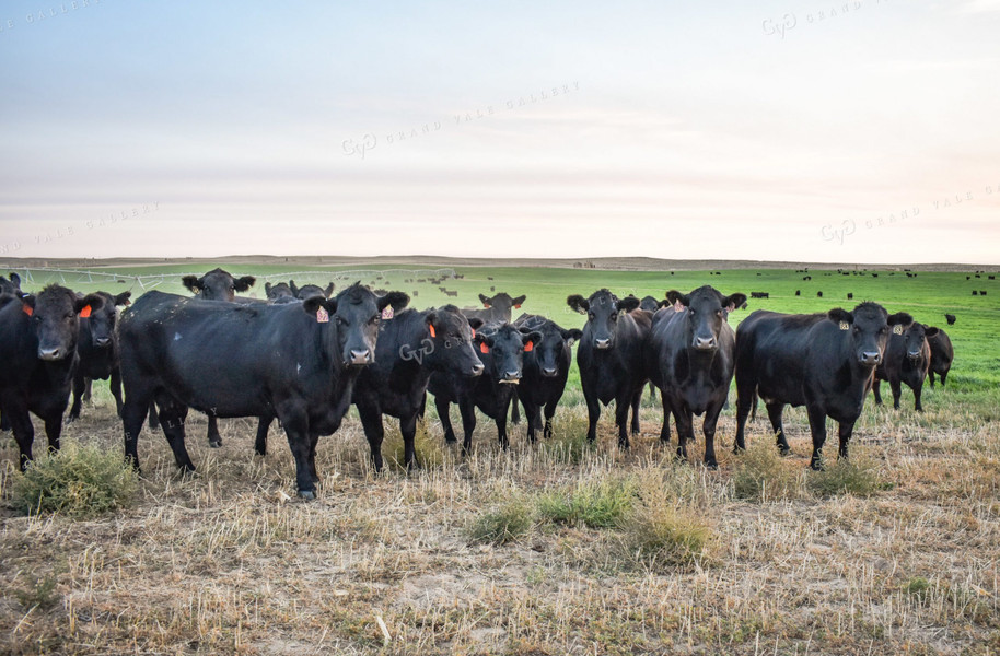 Cattle on Pasture 56111