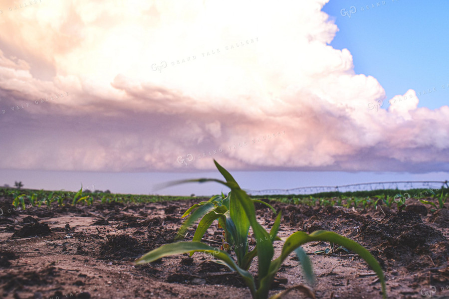 Irrigated Corn 56128