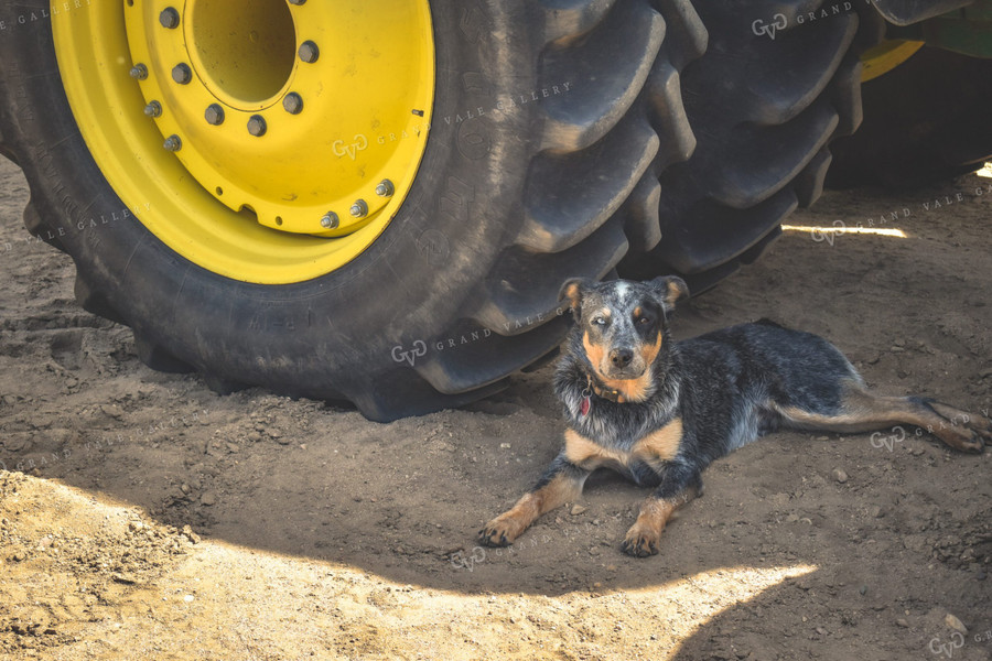 Farm Dog 56168