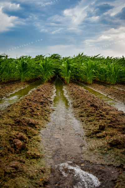 Ditch Irrigation Corn 56190