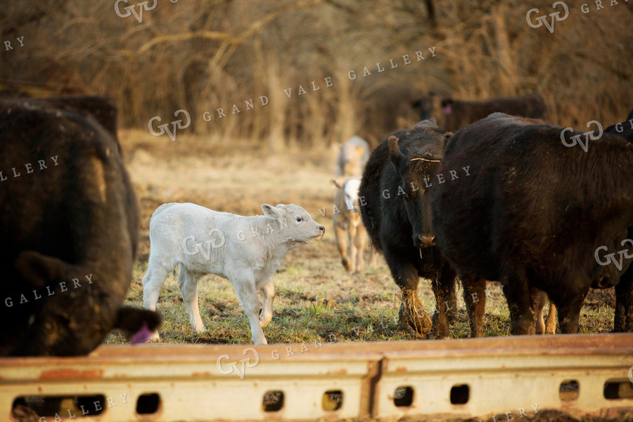 Calf - Charolais and Angus Cross 2235