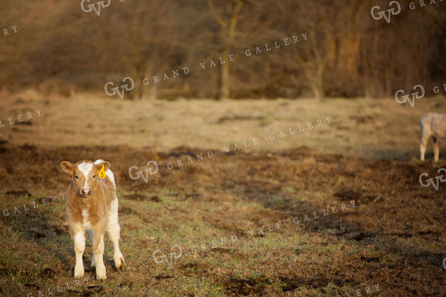 Calf - Charolais and Angus Cross 2236