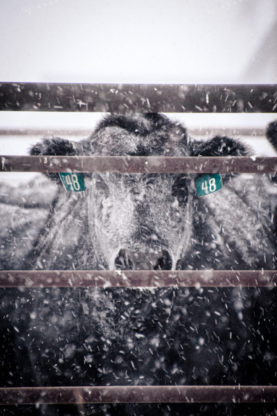 Angus Cattle in Pen in Snow 56251