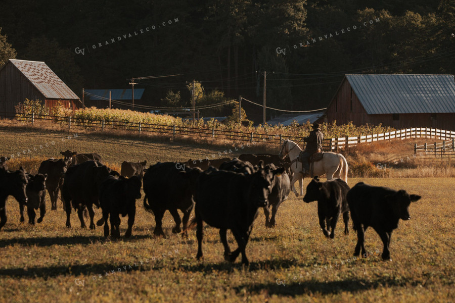 Ranchers on Horseback with Cattle 66048