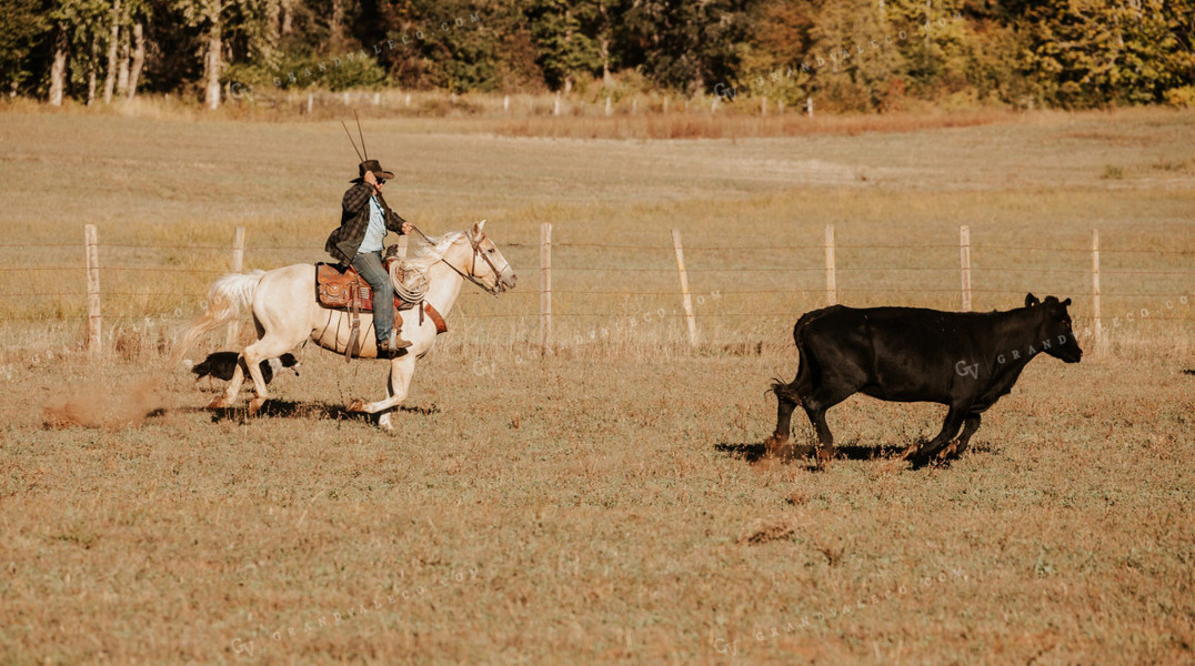 Ranchers on Horseback with Cattle 66059
