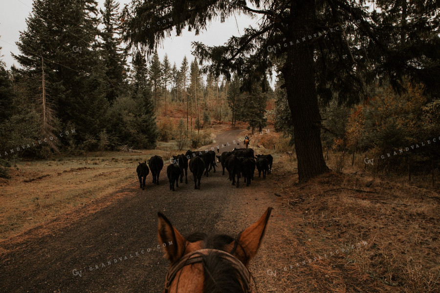 Ranchers on Horseback with Cattle 66068