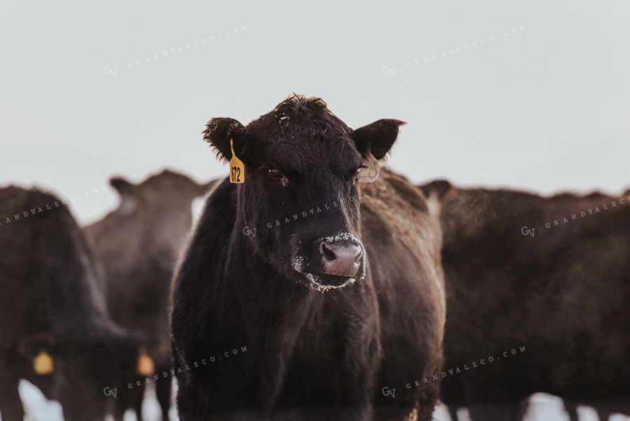 Cattle Grazing on Corn Stalks 68014