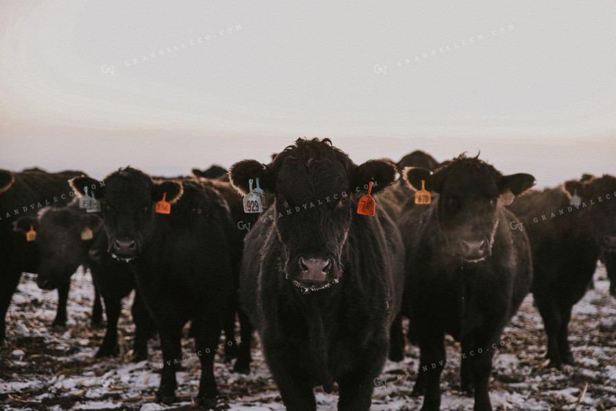 Cattle Grazing on Corn Stalks 68016