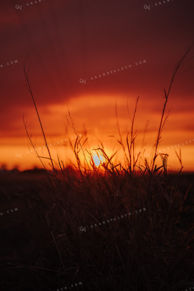 Grassy Pasture at Sunset 68020