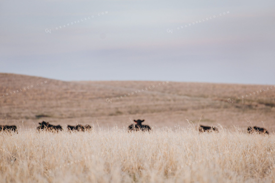 Angus Cattle Grazing in Pasture 68025