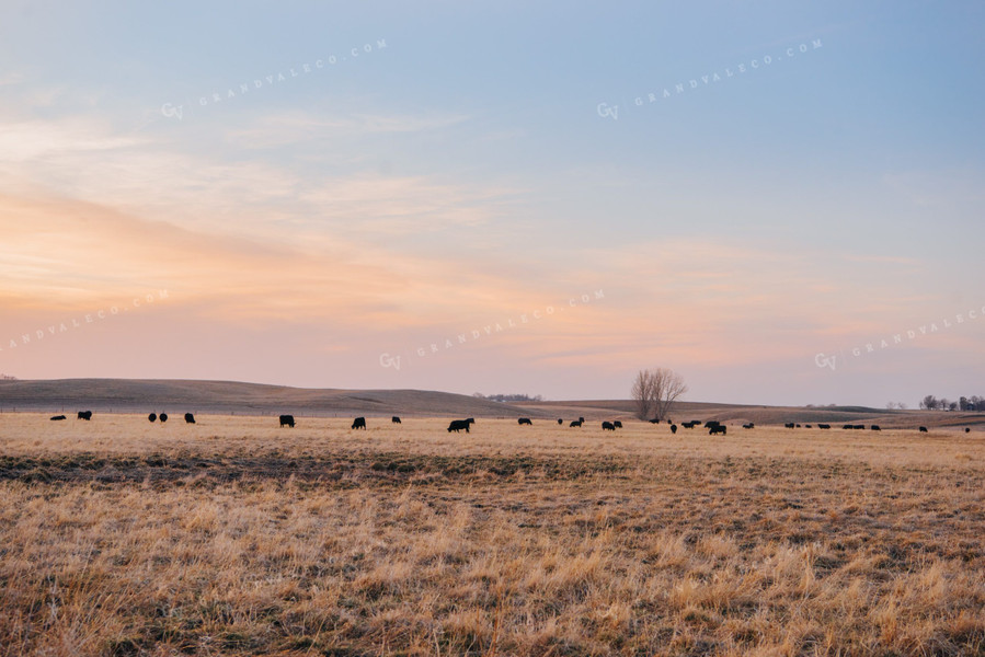 Angus Cattle Grazing in Pasture 68032