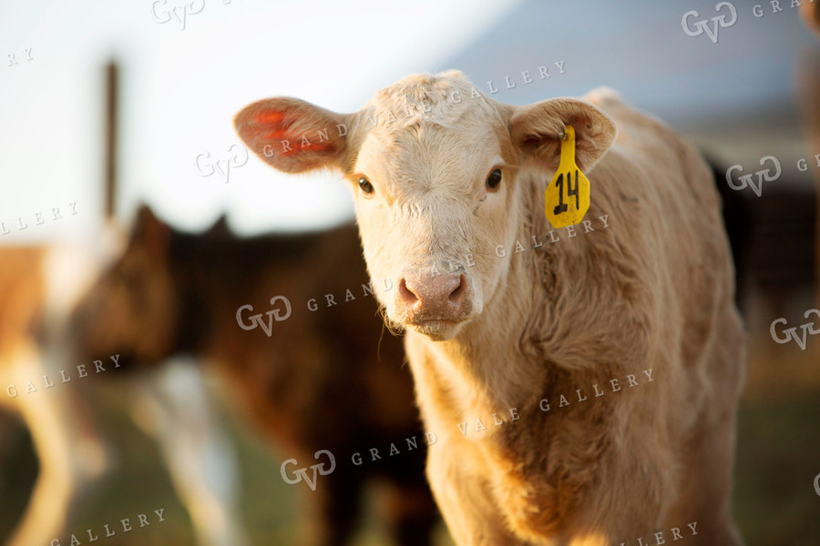 Calf - Charolais and Angus Cross 2266