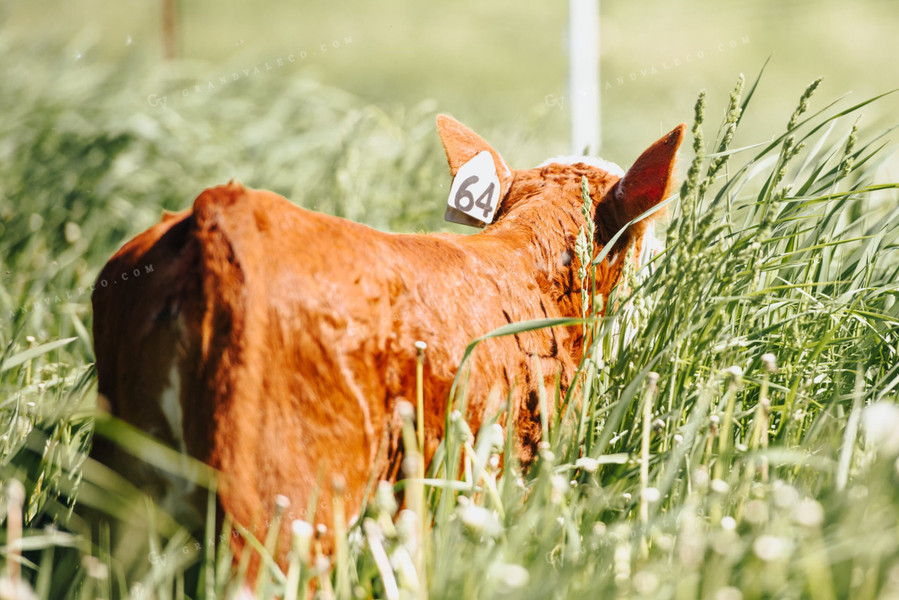 Hereford Calf in Pasture 68046