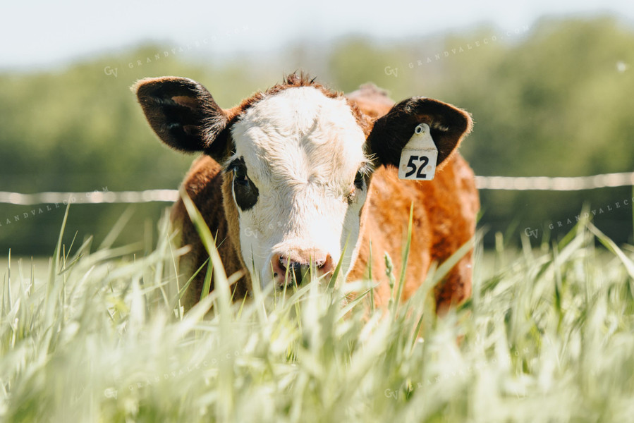 Hereford Calf in Pasture 68047